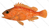 Pacific Rockcod,Trachypoma macracanthus,Scientific fish illustration by Roger Swainston,Anima.fish