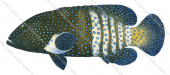 Peacock Rockcod,Cephalopholis argus,Scientific fish illustration by Roger Swainston,Anima.fish