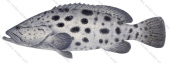Potato Rockcod,Epinephelus tukula,Scientific fish illustration by Roger Swainston,Anima.fish