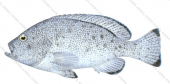 Purple Rockcod,Epinephelus cyanopodus,Roger Swainston, Animafish