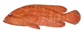 Strawberry Rockcod,Cephalopholis spiloparaea,Roger Swainston,Animafish