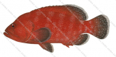 Tomato Rockcod-3,Cephalopholis sonnerati,Roger Swainston, Animafish