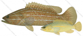 Whitelined Rockcod Adult and Juvenile,Anyperodon leucogrammicus,Roger Swainston, Animafish