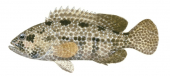 Wirenet Rockcod,Epinephelus hexagonatus,Roger Swainston,Animafish