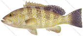 Yellowspotted Rockcod,Epinephelus areolatus,Roger Swainston, Animafish