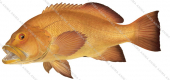 Swimming Breaksea Cod,Epinephelides armatus,Scientific fish illustration by Roger Swainston