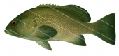 Breaksea Cod,Epinephelides armatus,Scientific fish illustration by Roger Swainston