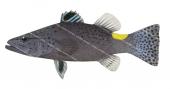 Arrowhead Soapfish,Belonoperca chabanaudi by Roger Swainston,Animafish