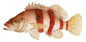 Banded Seaperch,Hypoplectrodes nigroruber,Roger Swainston,Animafish