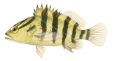 Blackbanded Seaperch,Hypoplectrodes annulatus,Scientific fish illustration by Roger Swainston