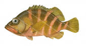 Deepwater Seaperch,Hypoplectrodes sp,Scientific fish illustration by Roger Swainston