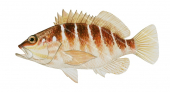 Halfbanded Seaperch,Hypoplectrodes maccullochi,Scientific fish illustration by Roger Swainston, Anima.fish