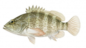 Spotty Seaperch,Hypoplectrodes wilsoni,Roger Swainston,Animafish