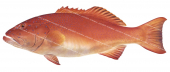 Barcheek Coral Trout-2,Plectropomus maculatus,Roger Swainston,Animafish