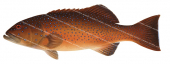 Barcheek Coral Trout-3,Plectropomus maculatus,Roger Swainston,Animafish