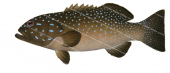 Barcheek Coral Trout-4,Plectropomus maculatus,Roger Swainston,Animafish
