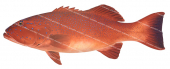 Barcheek Coral Trout-5,Plectropomus maculatus,Roger Swainston,Animafish