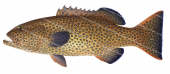 Passionfruit Coral Trout-3,Plectropomus areolatus,realistic fish illustration by Roger Swainston,Anima.fish