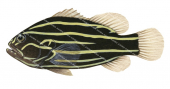 Lined Soapfish,Grammistes sexlineatus,Scientific fish illustration by Roger Swainston, Anima.fish