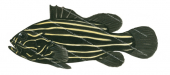 Lined Soapfish-2,Grammistes sexlineatus,Scientific fish illustration by Roger Swainston, Anima.fish