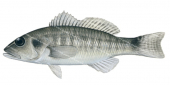 Barsnout Sandperch,Diplectrum rostrum,Roger Swainston,Animafish
