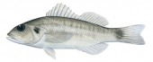 Pygmy Sandperch,Diplectrum macropoma,Scientific fish illustration by Roger Swainston,Anima.fish