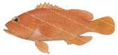 Japanese Perchlet,Plectranthias japonicus,Scientific fish illustration by Roger Swainston, Anima.fish