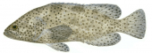 Coral Grouper,Epinephelus corallicola,Scientific fish illustration by Roger Swainston