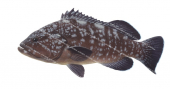 Dusky Grouper Epinephelus marginatus,Alive position fish illustration by Roger Swainston