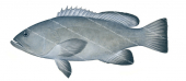 Gulf Grouper,Mycteroperca jordani,Scientific fish illustration by Roger Swainston, Anima.fish