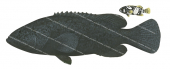 Queensland Groper-1,Epinephelus lanceolatus,Scientific fish illustration by Roger Swainston,Anima.fish