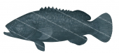 Queensland Groper-3,Epinephelus lanceolatus Scientific fish illustration by Roger Swainston,Anima.fish