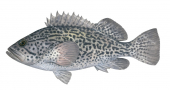 Leopard Wirrah,Acanthistius pardalotus,Scientific fish illustration by Roger Swainston, Anima.fish