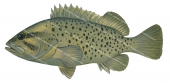 Western Wirrah,Acanthistius serratus,Roger Swainston,Animafish