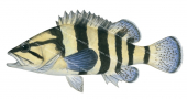 Yellow-banded Wirrah,Acanthistius cinctus,Roger Swainston,Animafish