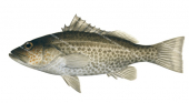 Gold-spotted Sandbass,Paralabrax auroguttatus,Scientific fish illustration by Roger Swainston