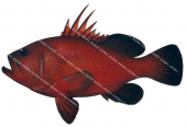 Gulf Coney,Epinephelus acanthistius,Scientific fish illustration by Roger Swainston, Anima.fish