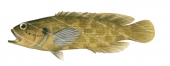 Honeycomb Podge,Pseudogramma polyacanthum,Scientific fish illustration by Roger Swainston, Anima.fish