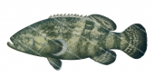 Atlantic Goliath Grouper,Epinephelus itajara,Scientific fish illustration by Roger Swainston