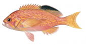 Longfin Perch,Caprodon longimanus,Scientific fish illustration by Roger Swainston,Anima.fish