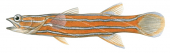 Rainfordia,Rainfordia opercularis,fish illustration by Roger Swainston,Anima.fish