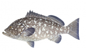 Rankin Cod,Epinephelus multinotatus,Scientific fish illustration by Roger Swainston,Anima.fish