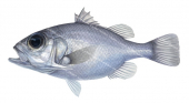 Spinycheck Seabass,Ostracoberyx paxtoni,High quality illustration by R.Swainston