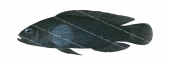 Dusky Dottyback(dark phase),Pseudochromis fuscus,Swainston,Animafish