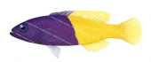 Royal Dottyback,Pictichromis paccagnellae,Swainston,Animafish