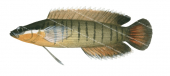Barred Spiny Basslet,Belonepterygium fasciolatum,Swainston,Animafish