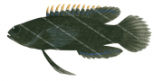 Coral Devil,Plesiops coeruleolineatus,Swainston,Animafish