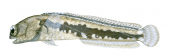 Abrolhos Jawfish,Opistognathus alleni,Swainston,Animafish