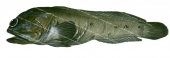 Black Jawfish,Opistognathus inornatus,Swainston,Animafish