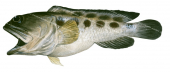 Blotched Jawfish,Opistognathus latitabundus,Swainston,Animafish